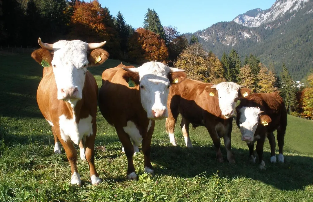 Pension Scheuerbichl-1