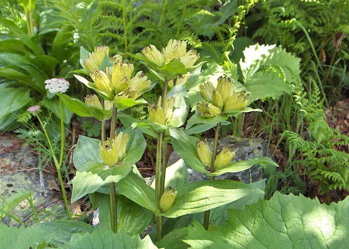 Hotel Haus Helga Kappl 