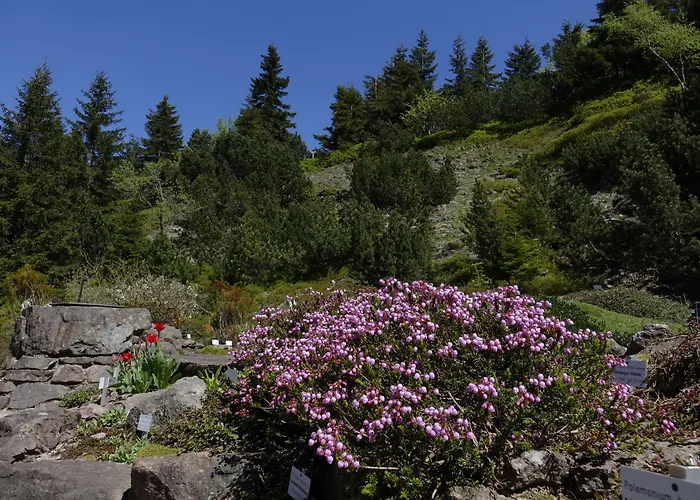 Pension Haus Saarland Oberhof 