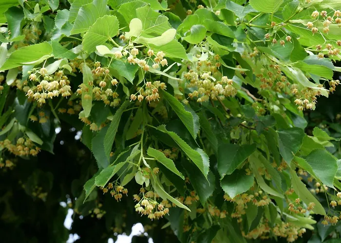 Bocksbeutelherberge Sommerach